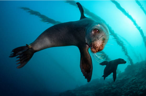 Hải cẩu là loài động vật có đời sống tình dục phong phú