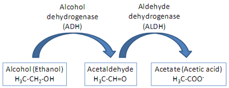 Cơ chế chuyển hóa ethanol trong cơ thể