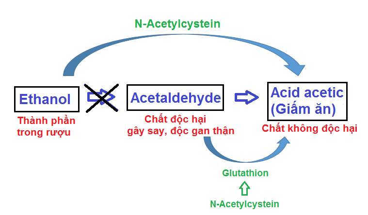 N-Acetylcystein giúp chuyển hóa rượu thành chất không độc hại.
