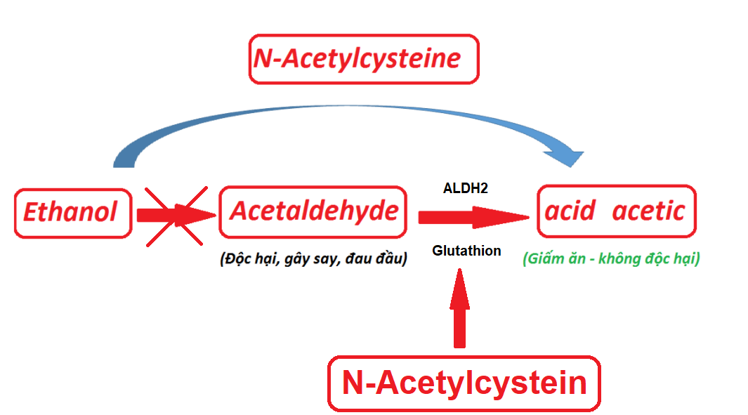 Cơ chế giúp chống say rượu của thành phần N-Acetylcystein