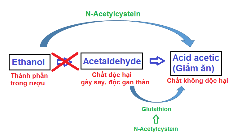 N-Acetylcystein giúp chuyển hóa rượu thành chất không độc hại.