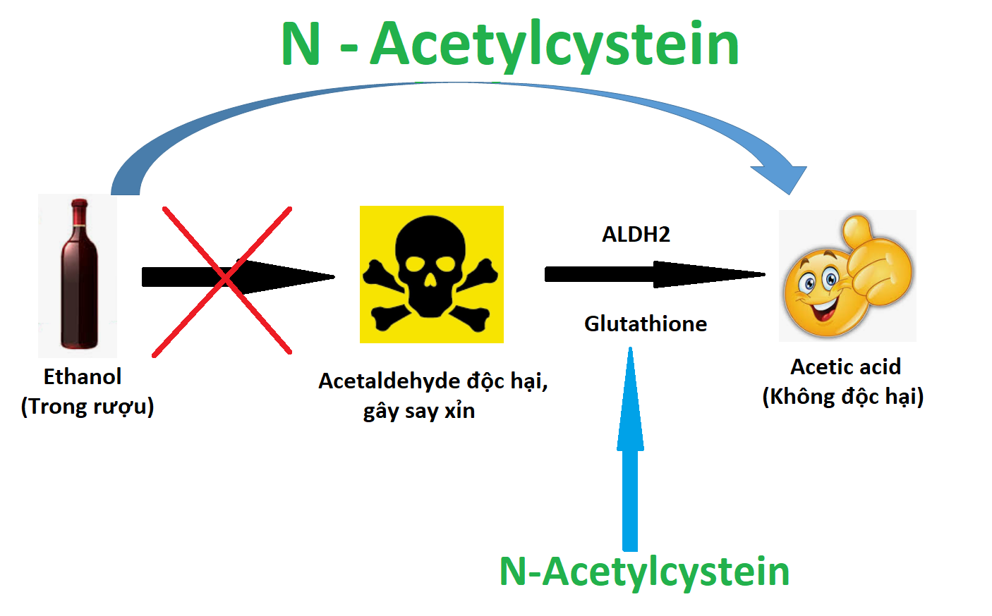 N-Acetylcystein có tác dụng giúp bảo vệ gan trước tác hại của rượu