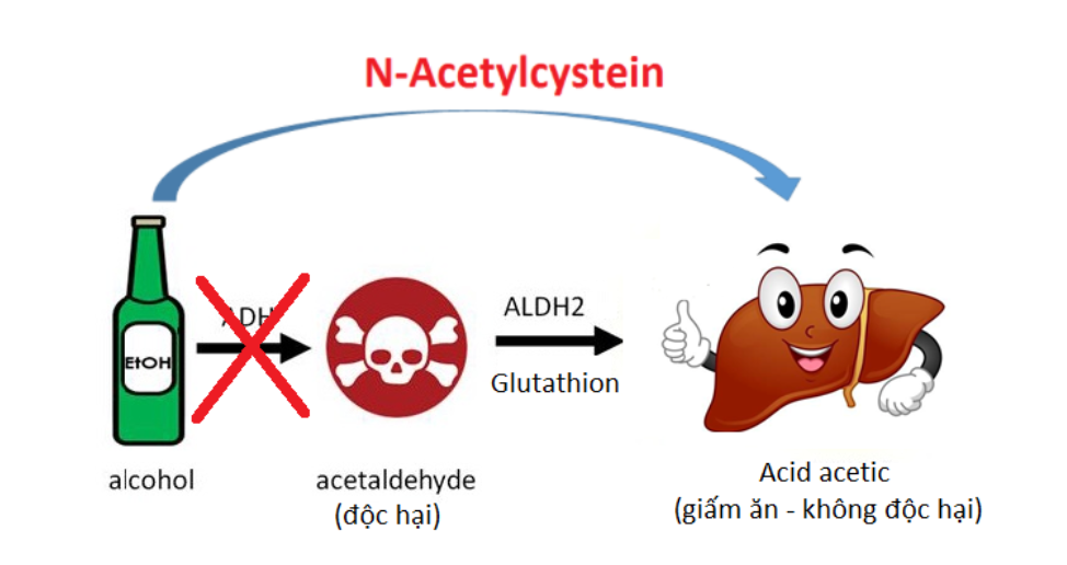  N-Acetylcystein giúp rượu bỏ qua bước chuyển hóa tạo acetaldehyde độc hại