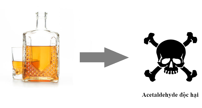 Phần lớn lượng rượu trong cơ thể được chuyển hóa thành acetaldehyde độc hại