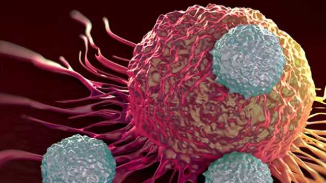 Tế bào NK phát hiện và tiêu diệt tế bào ung thư