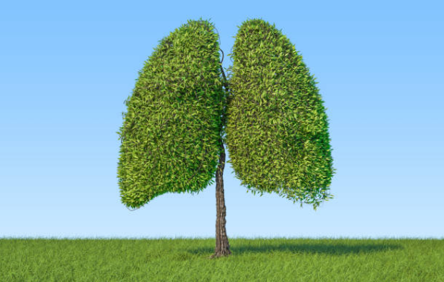 Hỏi: Giải độc phổi bằng cách nào hiệu quả nhất?