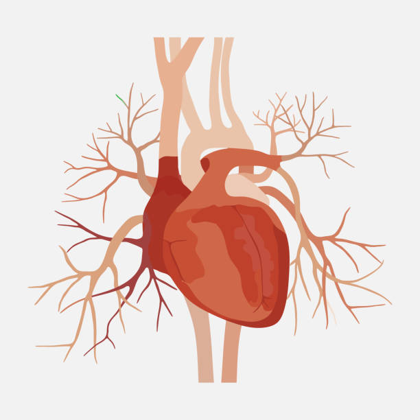 Suy tim phải - Biến chứng thường gặp của bệnh COPD