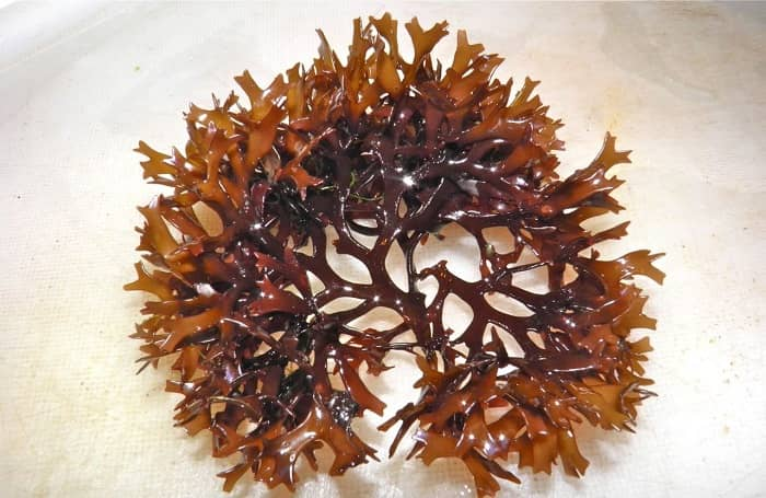 Fucoidan từ tảo nâu Nhật Bản có tác dụng giúp tăng cường sức đề kháng phổi