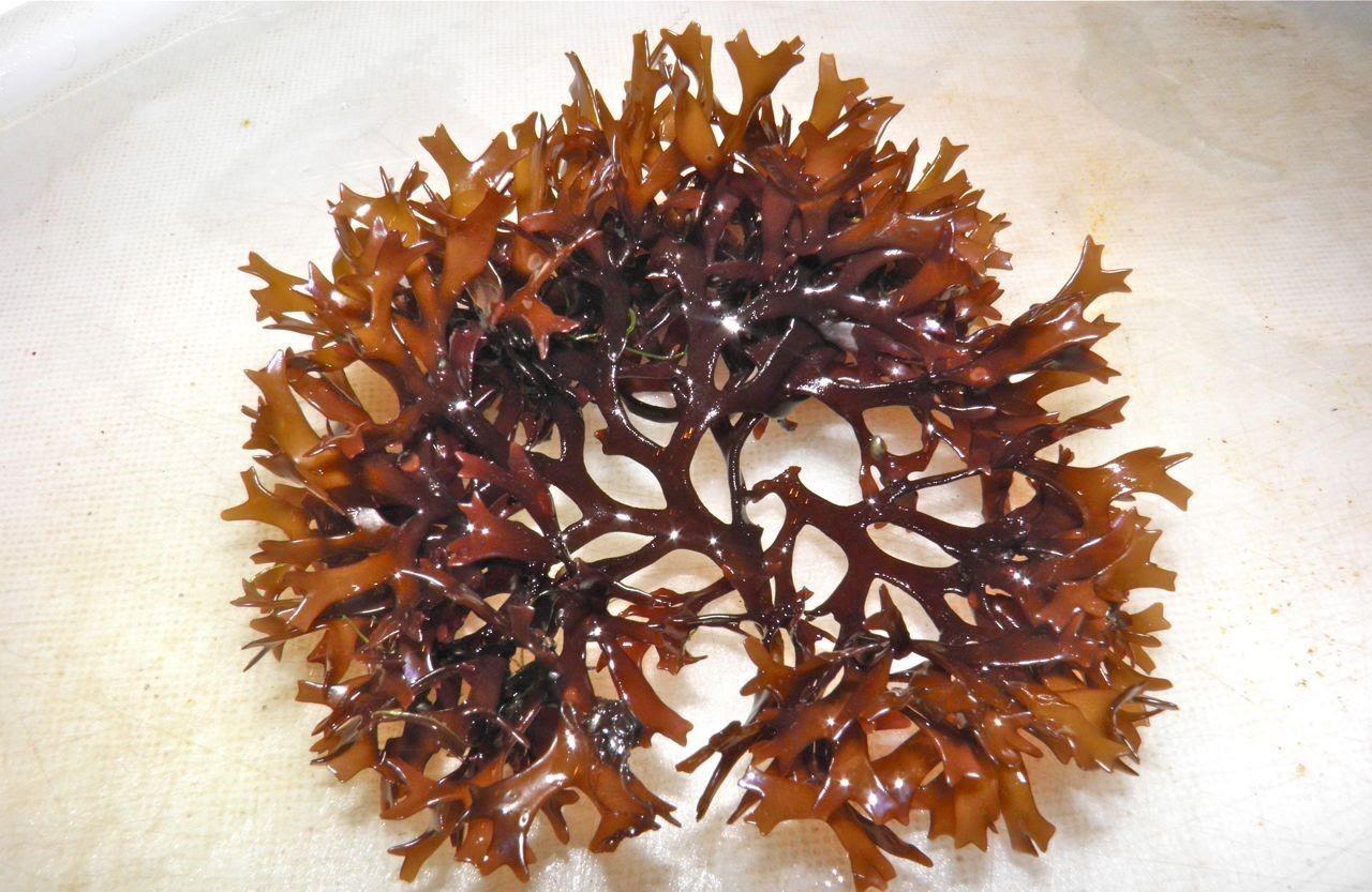 Fucoidan từ tảo nâu Nhật Bản có tác dụng giúp tăng cường sức đề kháng phổi 