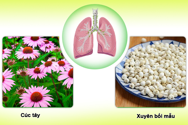 Cúc tây và xuyên bối mẫu giúp phục hồi khả năng tự bảo vệ của phổi