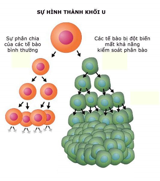 Sự khác biệt giữa tế bào bình thường và ung thư