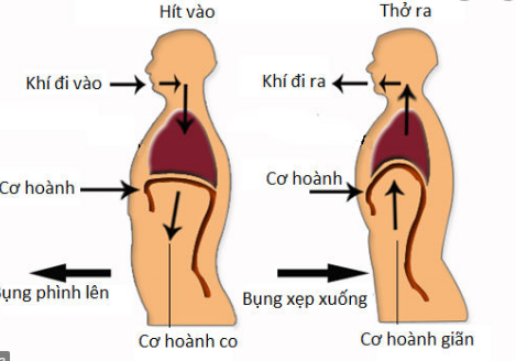 Vai trò của cơ hoành với quá trình hít thở của con người