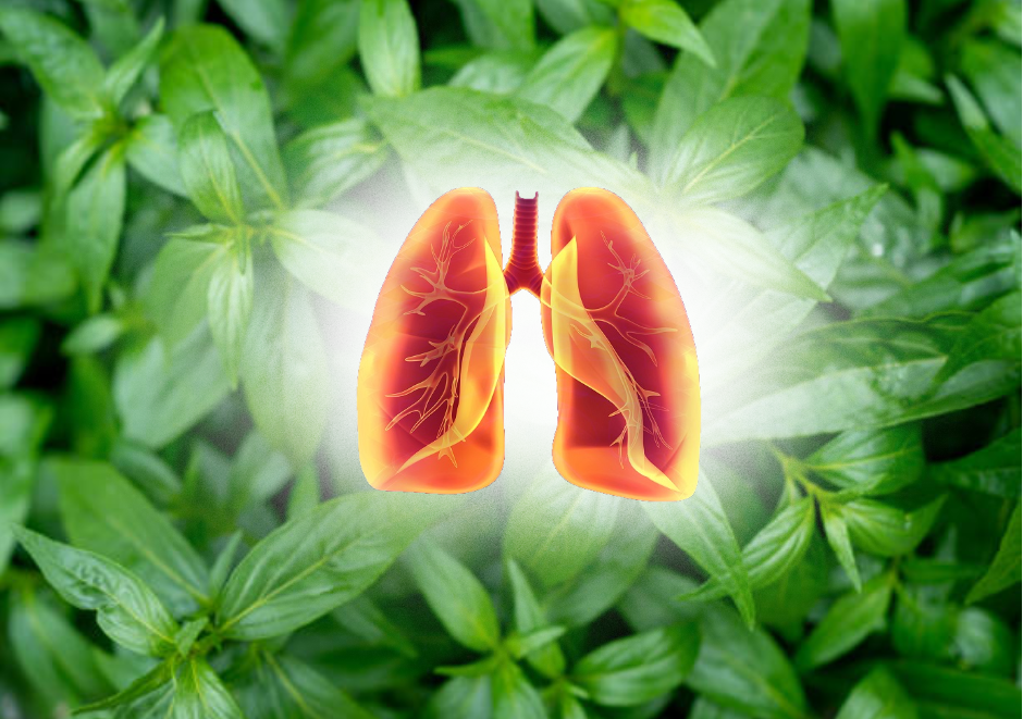 Xuyên tâm liên giúp giải độc phổi
