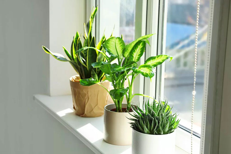 Giải độc phổi bằng cách trồng nhiều cây xanh trong nhà