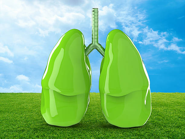 Xuyên tâm liên giúp giải độc phổi hiệu quả