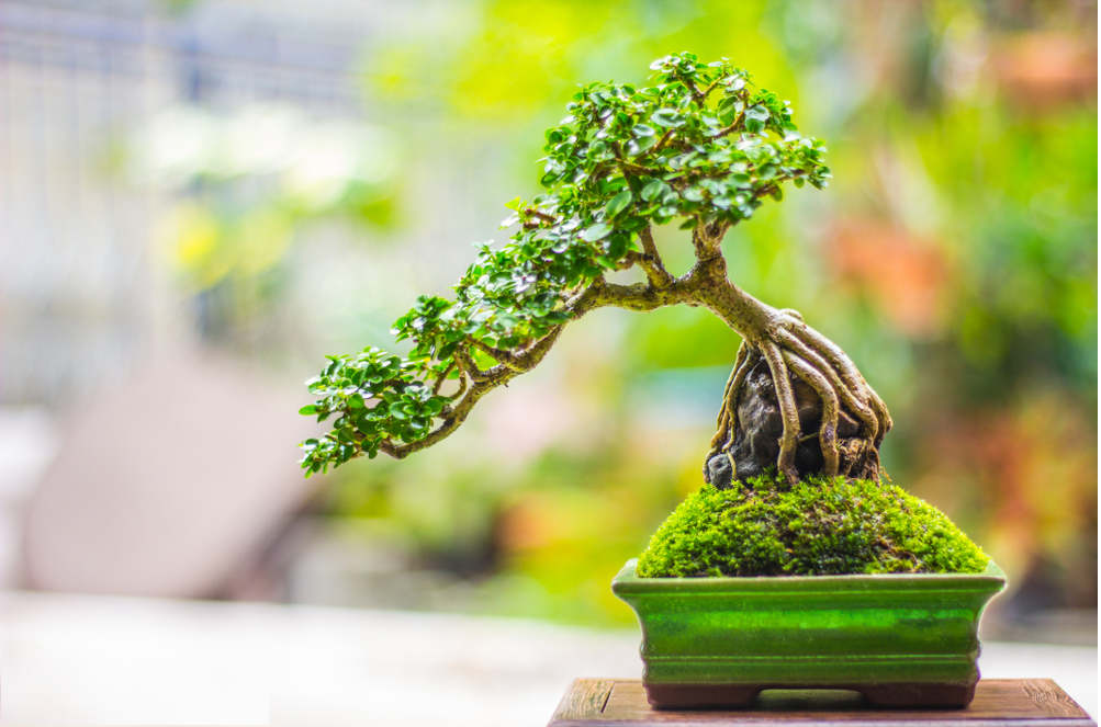 Cây Sanh - Lựa chọn tốt khi trồng cây lọc không khí trong nhà