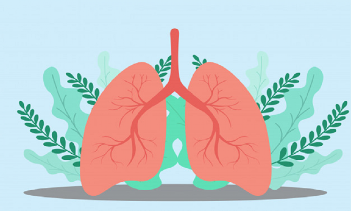 Những thảo dược nào đặc biệt tốt cho sức khỏe của phổi?