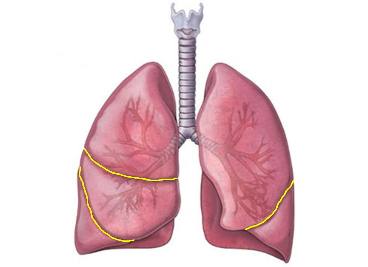 Thùy phổi là gì? Có những thùy phổi nào?