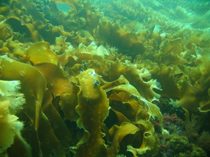  Fucoidan trong tảo nâu Mozuku ở Nhật Bản có giá trị rất cao