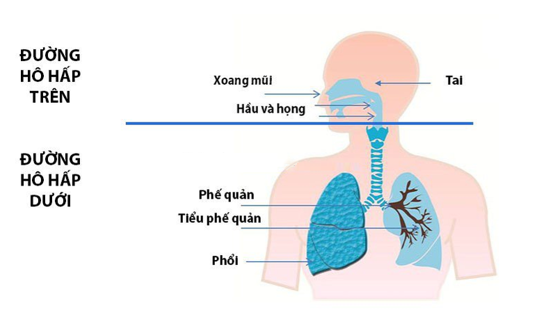 Phân biệt đường hô hấp trên và hô hấp dưới