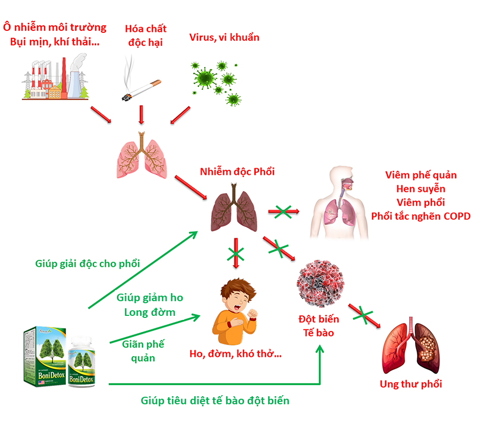 BoniDetox giúp bảo vệ, giải độc phổi hiệu quả, đem lại lá phổi khỏe mạnh