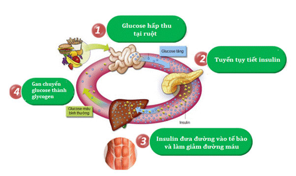 Quá trình kiểm soát đường huyết trong cơ thể