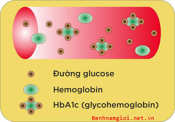 HbA1c là một loại hemoglobin đặc biệt kết hợp giữa hemoglobin và đường glucose