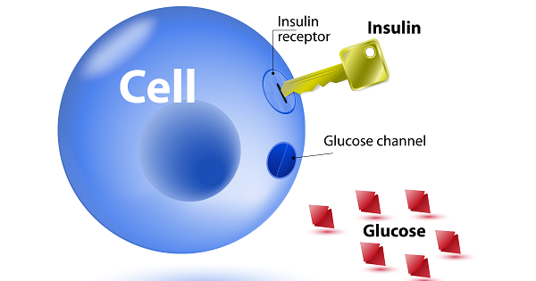 Insulin giúp đưa glucose vào trong tế bào.