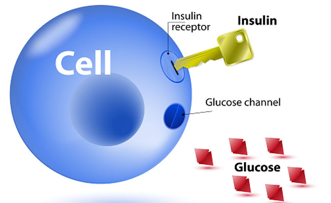 Insulin được ví như là chìa khóa mở cửa cho glucose trong máu vào được tế bào