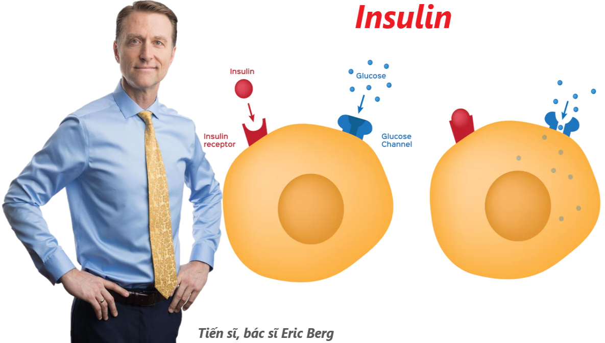 Đảo ngược tình trạng kháng insulin để chống lại bệnh tiểu đường