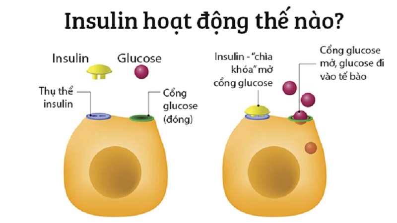 Insulin giúp đưa glucose vào trong tế bào