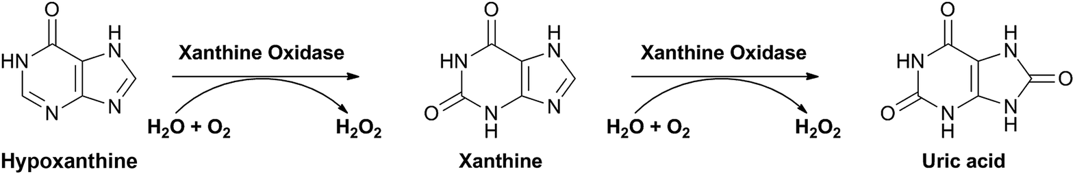 Xanthine oxidase (XO) là enzym tham gia vào giai đoạn cuối của quá trình chuyển hóa các protein nhân purin thành acid uric