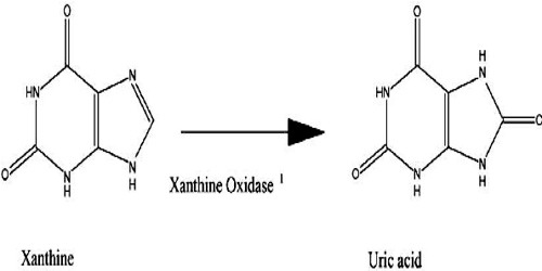 Xanthine oxidase là enzym tham gia vào giai đoạn cuối của quá trình tạo acid uric