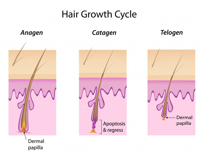 3 giai đoạn phát triển của sợi tóc