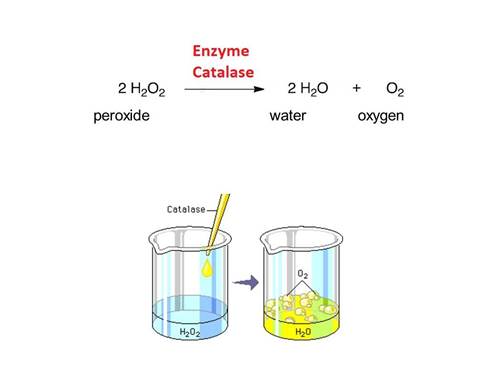 Enzyme catalase giúp bảo vệ màu tóc