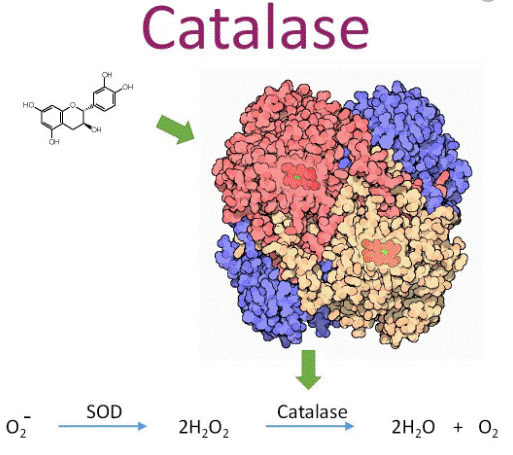 Một phân tử catalase có thể phân hủy hàng triệu phân tử H2O2