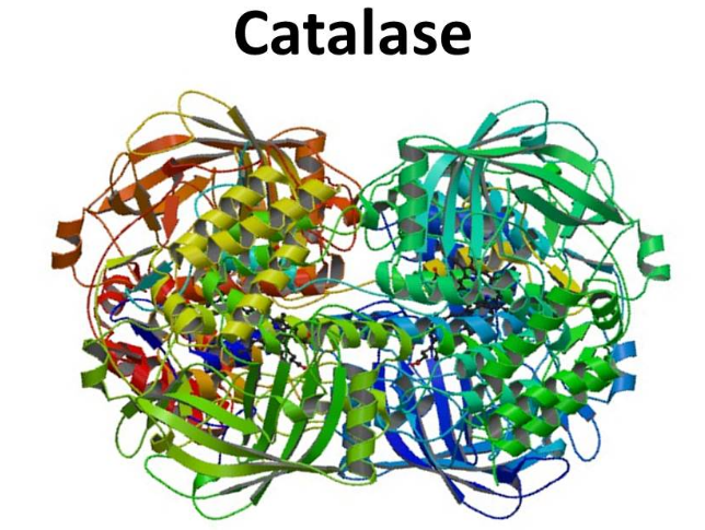 Tóc bạc sớm do thiếu hụt enzyme catalase