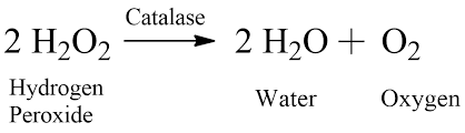 Catalase giúp phân hủy H2O2.