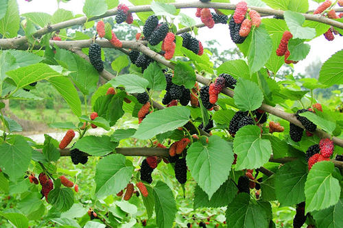 Tang thầm là vị dược liệu được chế biến từ quả của cây Dâu tằm
