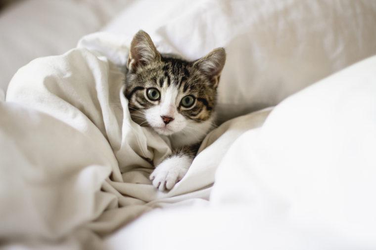 Lông của thú cưng rơi trong phòng ngủ cũng có thể kích hoạt cơn hen suyễn xuất hiện