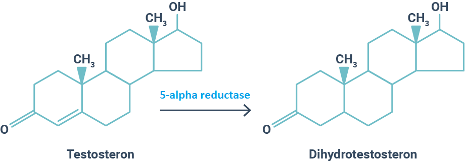Enzyme 5-alpha reductase xúc tác chuyển testosteron thành dihydrotestosterone