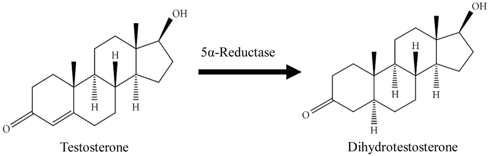 5α-reductase xúc tác chuyển  testosterone thành dihydrotestosterone (DHT)