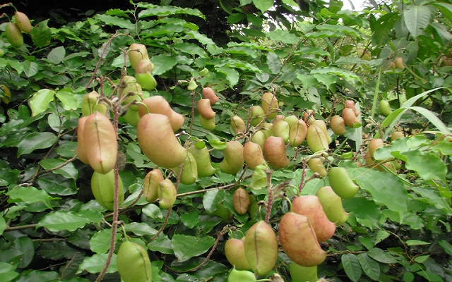  Bổ sung 5-HTP từ cây họ đậu giúp cải thiện bệnh đại tràng co thắt