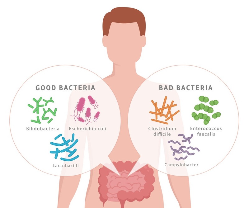 Hệ vi khuẩn đường ruột có cả lợi khuẩn và hại khuẩn
