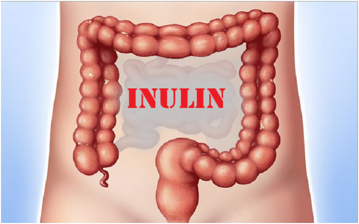 Inulin - Chất xơ hòa tan cho đại tràng khỏe mạnh