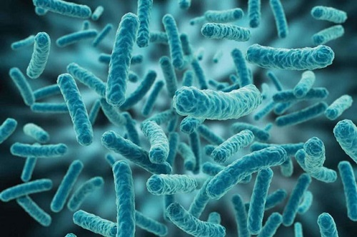 Lợi khuẩn Lactobacillus