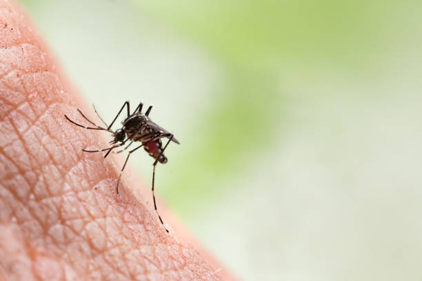 Nhiệt độ tăng lên tạo điều kiện cho muỗi mang virus phát triển mạnh