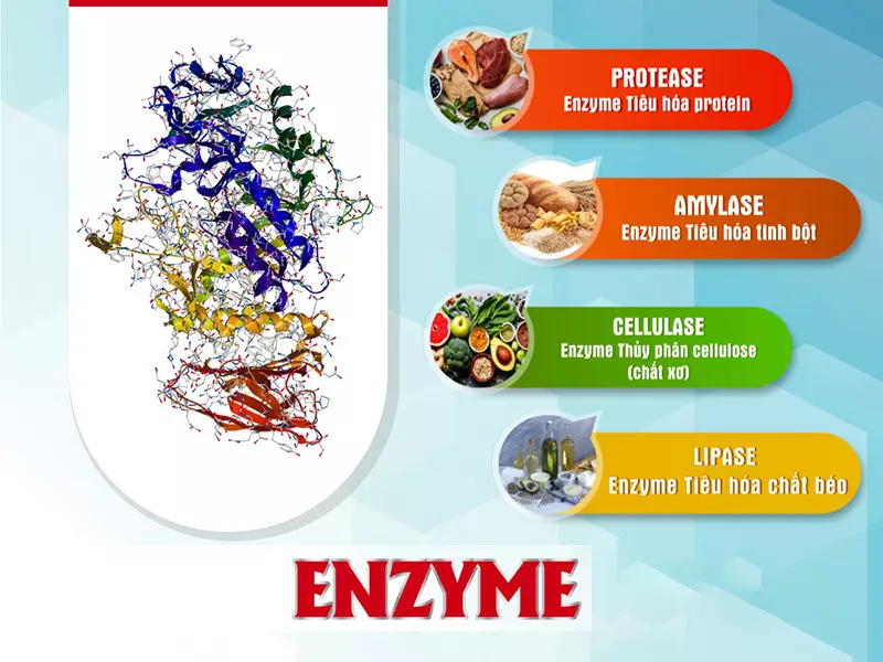 Thiếu hụt enzyme tiêu hóa