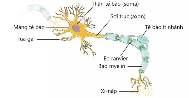 Cấu tạo của một nơ-ron thần kinh