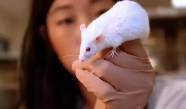 Gen người và chuột tương đồng đến 99%